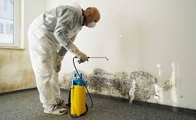 Reliable San Mateo, CA Mold Removal Solutions